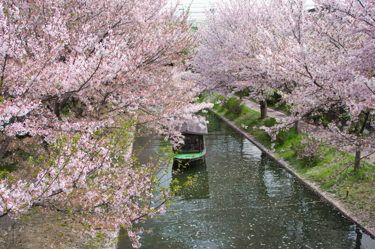 伏見十石舟の桜
