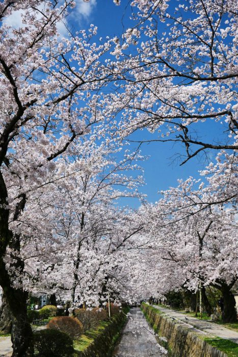 哲学の道の桜