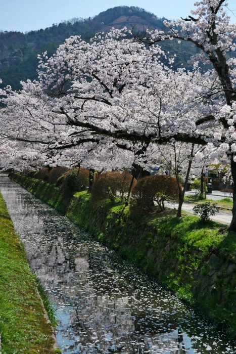 哲学の道の桜