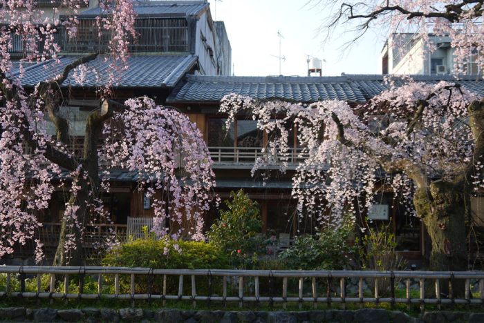 祇園白川の桜