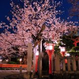 祇園白川の桜