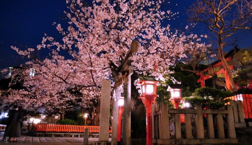 祇園白川の桜