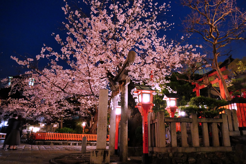 祇園白川の桜