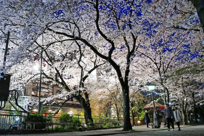 祇園白川の桜