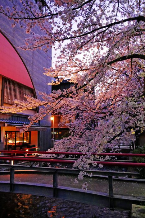 祇園白川の桜