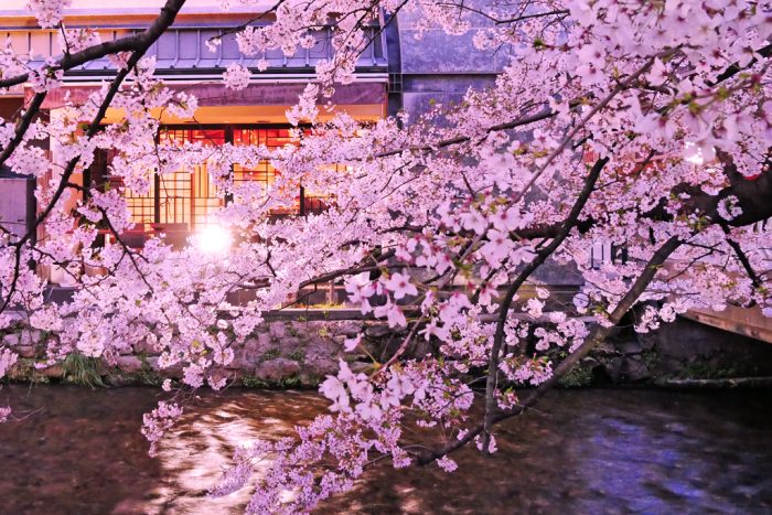 祇園白川の桜