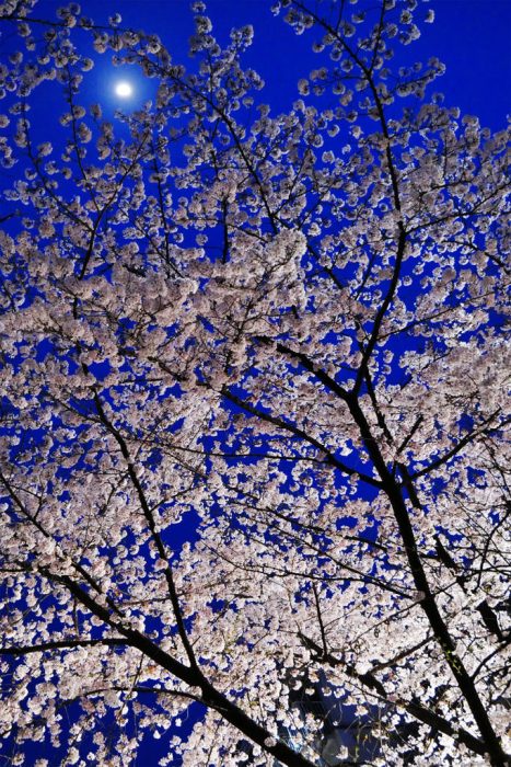 祇園白川の桜