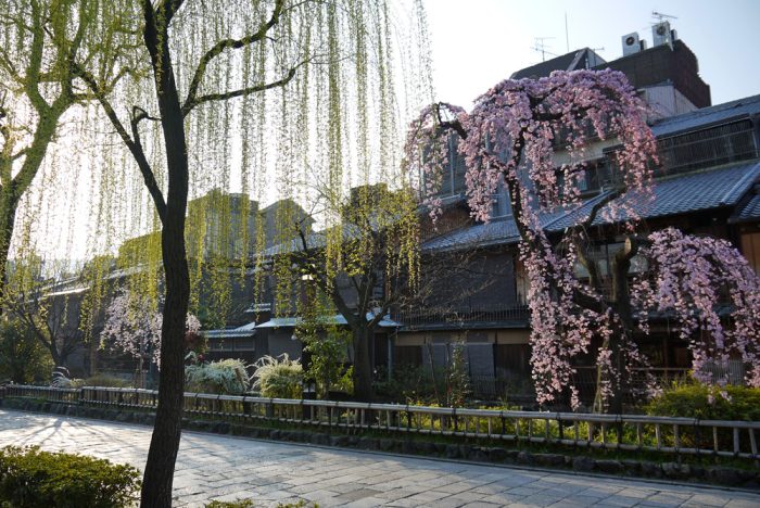 祇園白川の桜