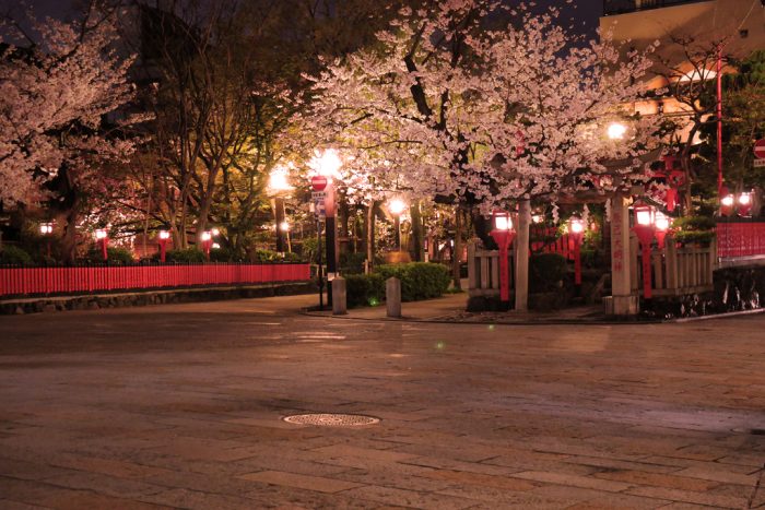 祇園白川の桜