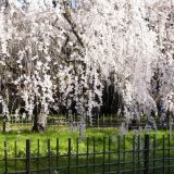 京都御苑の桜