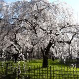 京都御苑の桜