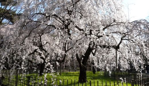 京都御苑の桜