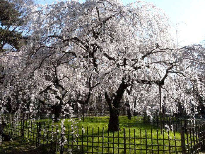 京都御苑の桜