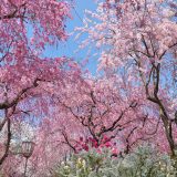 原谷苑の桜