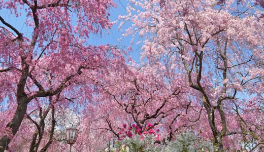 原谷苑の桜