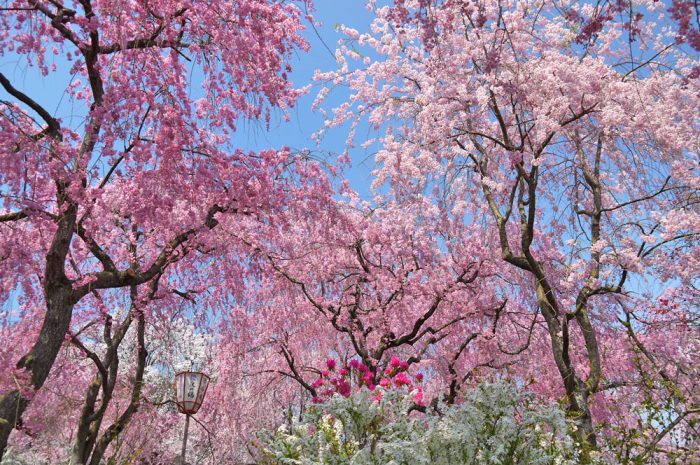 原谷苑の桜