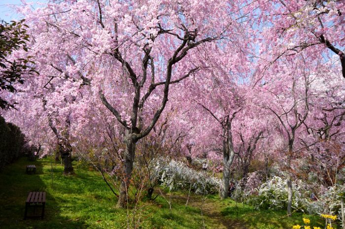 原谷苑の桜