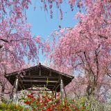 原谷苑の桜