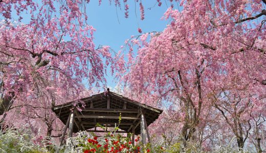 原谷苑の桜