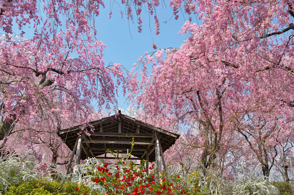 原谷苑の桜