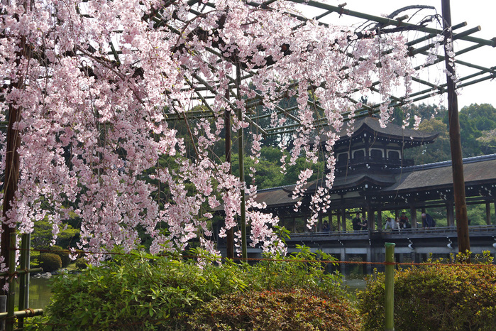 平安神宮の桜