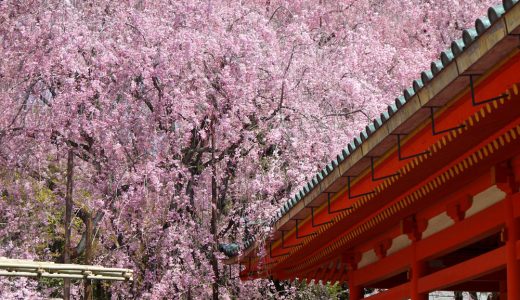 平安神宮の桜