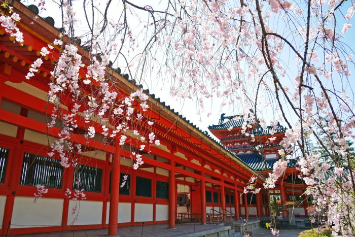 平安神宮の桜