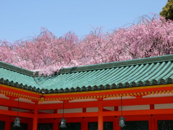 平安神宮の桜