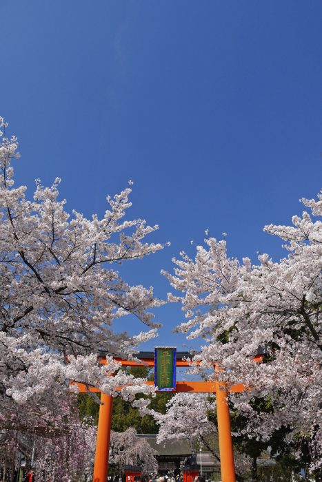 平野神社の桜