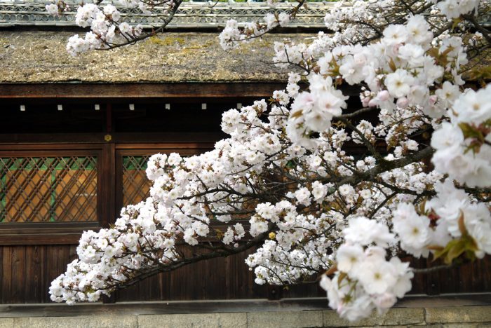 平野神社の桜