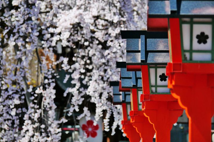 平野神社の桜