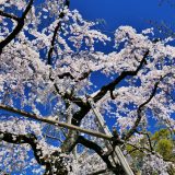 平野神社の桜