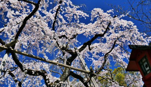 平野神社の桜