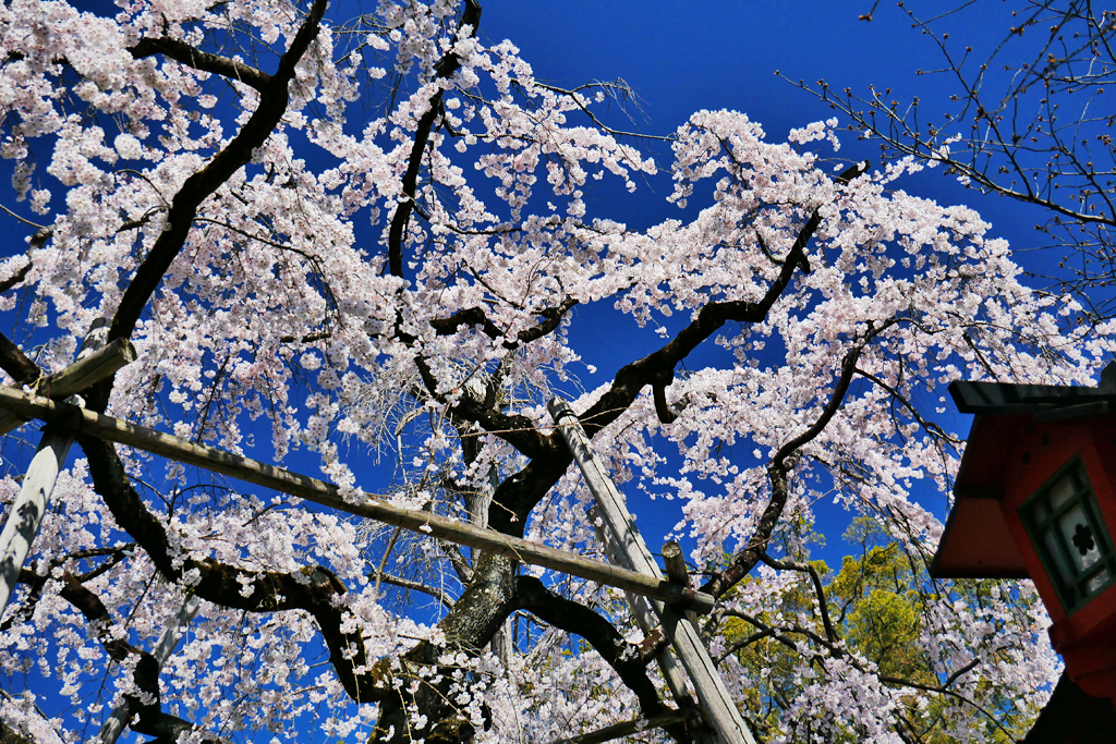 平野神社の桜