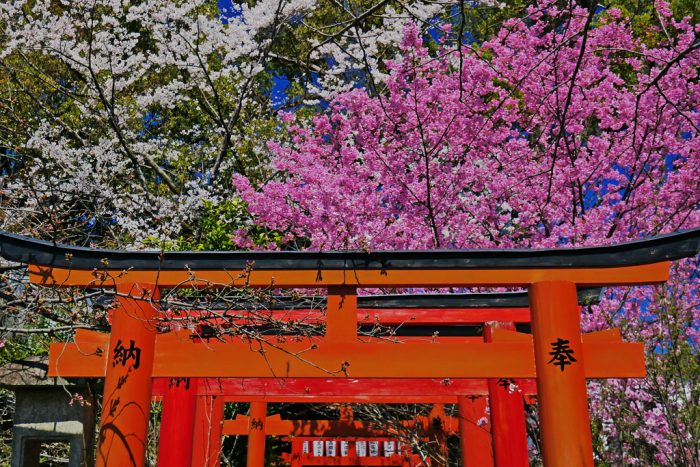 平野神社の桜