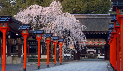 平野神社の桜