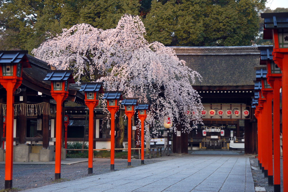 平野神社の桜