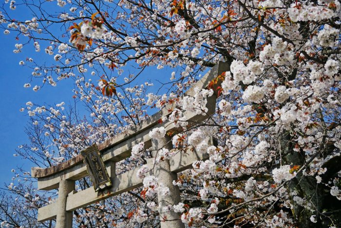 本満寺・妙見宮の桜