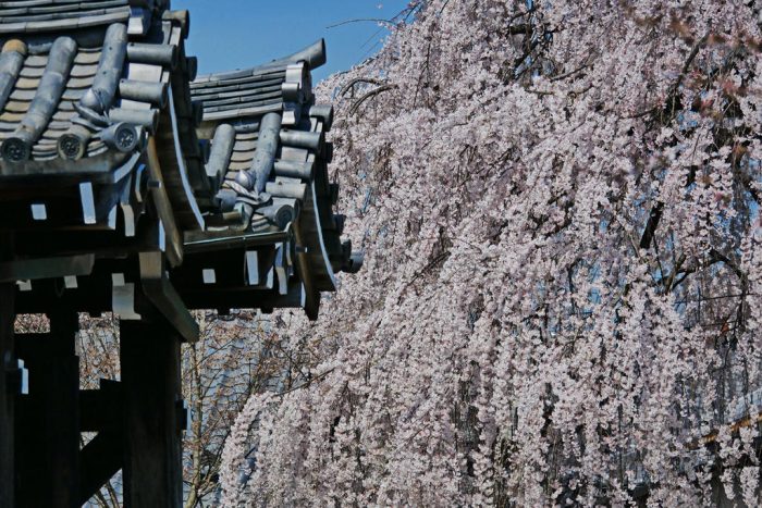 本満寺の枝垂れ桜