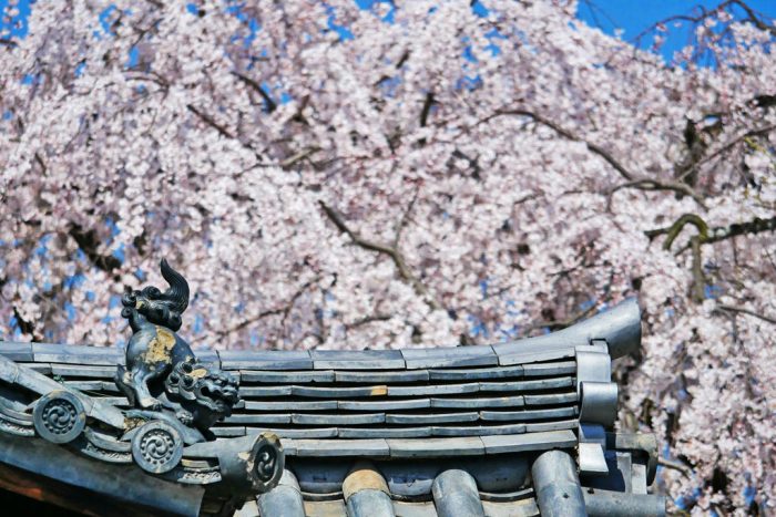 本満寺・妙見宮の桜