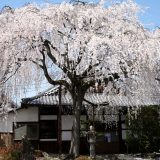 本満寺の枝垂れ桜