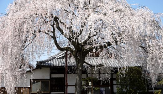 本満寺の枝垂れ桜