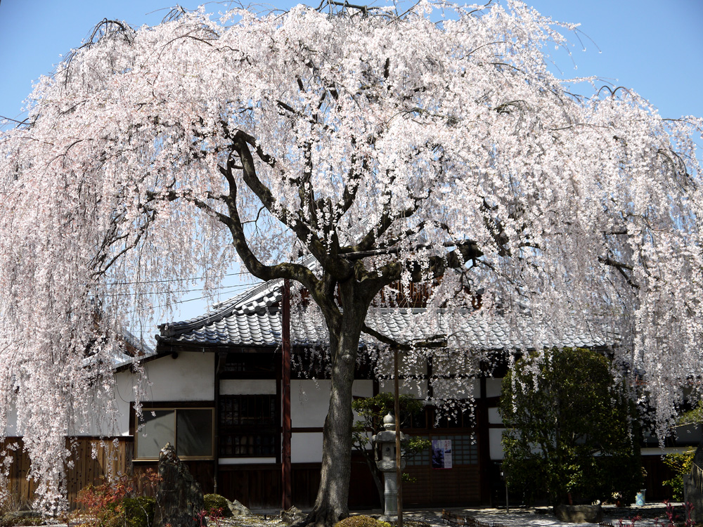 本満寺の枝垂れ桜