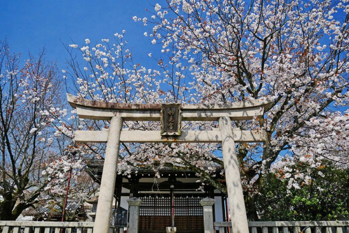 本満寺・妙見宮の桜