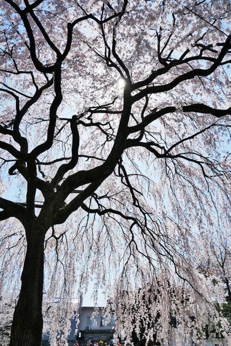 本満寺の枝垂れ桜