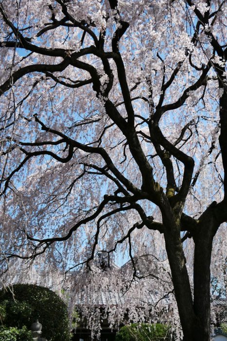 本満寺の枝垂れ桜