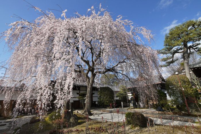 本満寺の枝垂れ桜