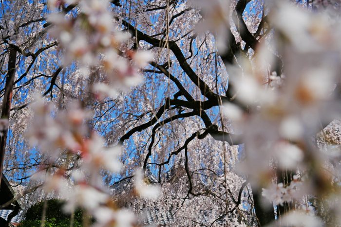 本満寺の枝垂れ桜