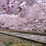 蹴上インクラインの桜