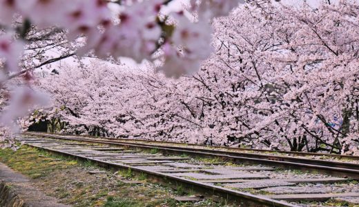 蹴上インクラインの桜